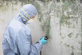 Best Commercial Mold Inspection  in Centerville, MN